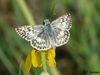 Common Checkered-Skipper - Photo (c) Kent C. Jensen, some rights reserved (CC BY-NC), uploaded by Kent C. Jensen