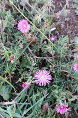 Delosperma neethlingiae