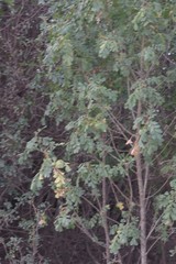 Hippobromus pauciflorus