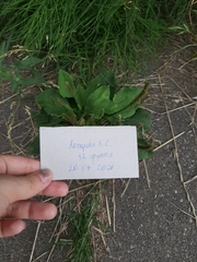 Plantago major