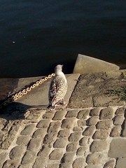 Larus argentatus