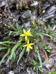 Ixeridium transnokoense