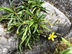 Ixeridium transnokoense