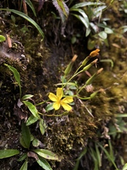 Ixeridium transnokoense