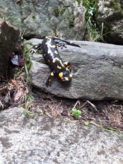 Salamandra salamandra
