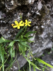 Ixeridium transnokoense