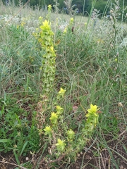 Sideritis montana montana