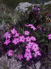 Dianthus pavonius