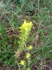 Sideritis montana montana