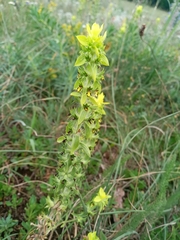 Sideritis montana montana
