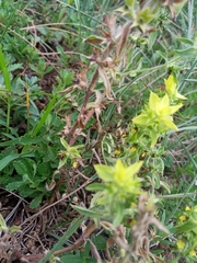 Sideritis montana montana