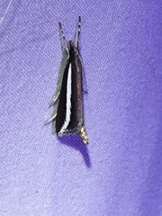 Carectocultus perstrialis