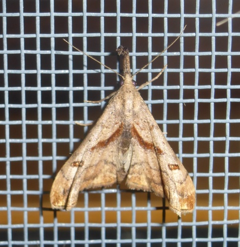 Dark-spotted Palthis Moth