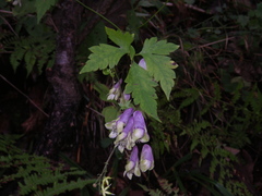 Aconitum stoloniferum