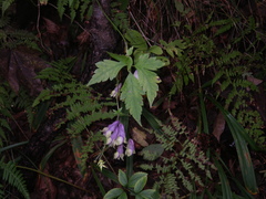 Aconitum stoloniferum