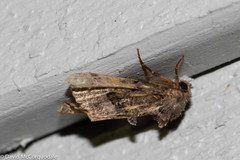 Euplexia benesimilis