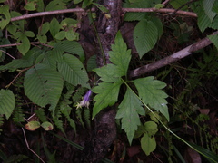Aconitum stoloniferum