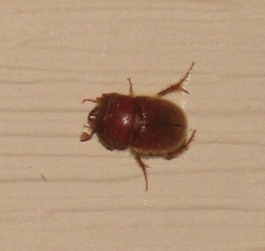 Codocera ferruginea