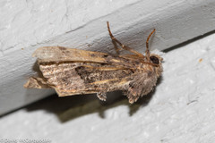 Euplexia benesimilis