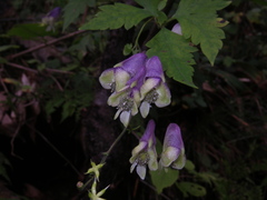Aconitum stoloniferum
