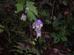 Aconitum stoloniferum