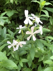 Saponaria officinalis