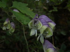 Aconitum stoloniferum