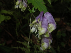 Aconitum stoloniferum