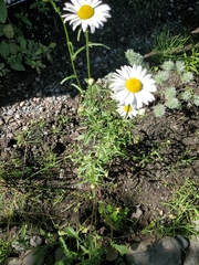 Leucanthemum vulgare