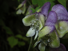 Aconitum stoloniferum