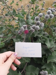 Arctium tomentosum
