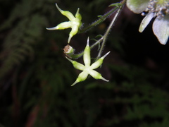 Aconitum stoloniferum