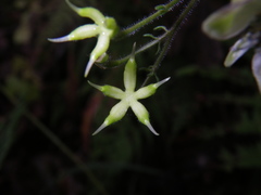 Aconitum stoloniferum