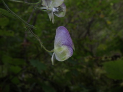 Aconitum stoloniferum