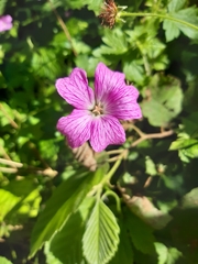 Geranium × oxonianum