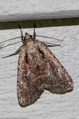 Eueretagrotis attentus