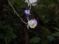 Aconitum stoloniferum