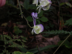 Aconitum stoloniferum
