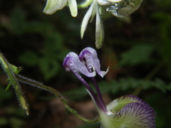 Aconitum stoloniferum