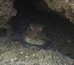 Anaxyrus terrestris