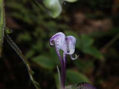 Aconitum stoloniferum