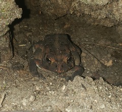 Anaxyrus terrestris