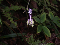 Aconitum stoloniferum