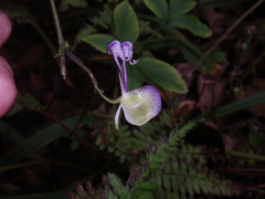 Aconitum stoloniferum