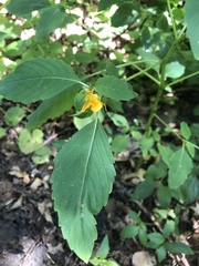 Impatiens capensis