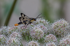 Synanthedon scoliaeformis