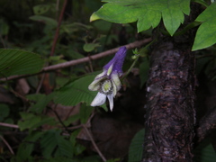 Aconitum stoloniferum