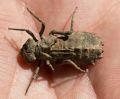 Neurocordulia yamaskanensis