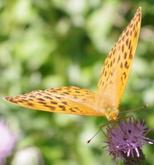 Argynnis paphia