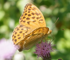 Argynnis paphia